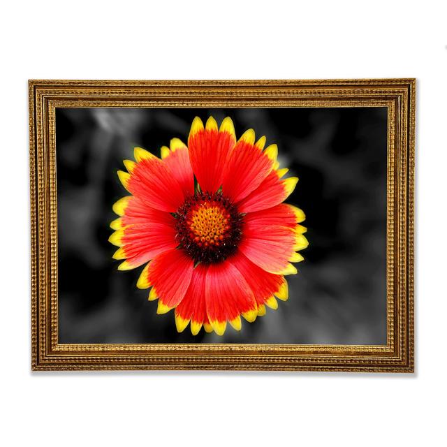 Colours Of The Sun - Single Picture Frame Art Prints Ebern Designs Size: 29.7cm H x 42cm W x 3cm D on Productcaster.