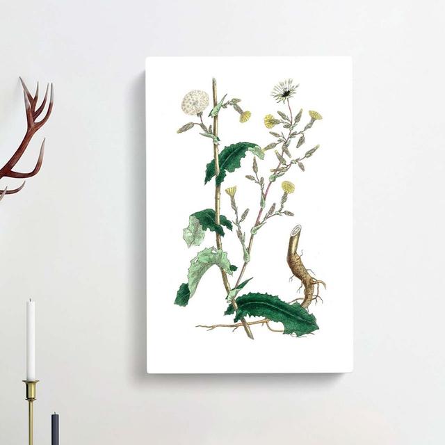 Wild Lettuce Illustration - Wrapped Canvas Painting East Urban Home Size: 76cm H x 50cm W x 3cm D on Productcaster.