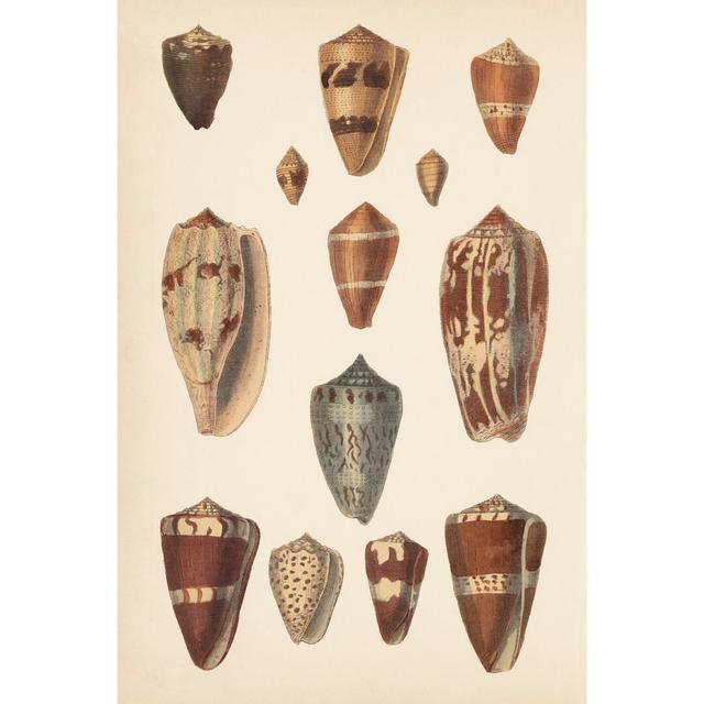 Antique Cone Shells II Highland Dunes Size: 76cm H x 51cm W on Productcaster.