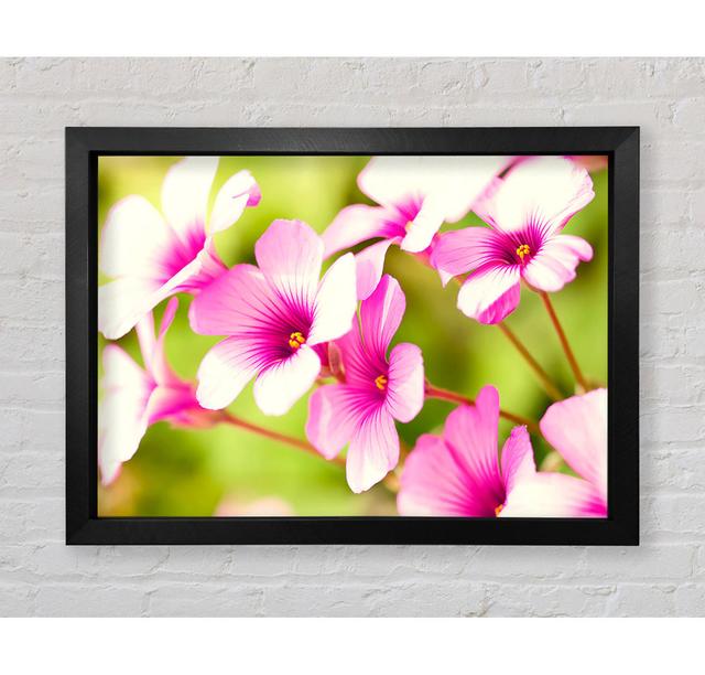 Purple Verbena - Single Picture Frame Art Prints Bright Star Size: 100cm H x 141.4cm W x 3.4cm D on Productcaster.