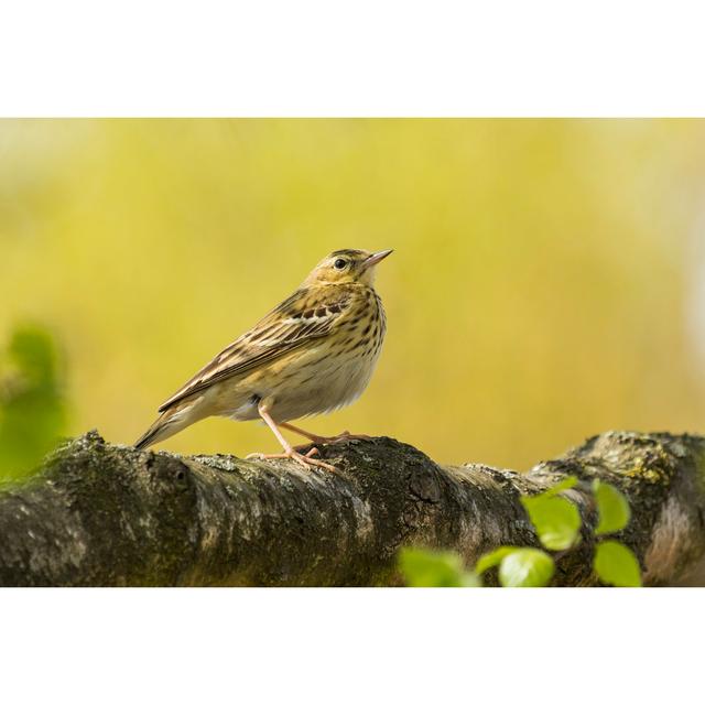 Edana Tree Pipit In Yellow - Wrapped Canvas Photograph Latitude Run Size: 30cm H x 46cm W x 3.8cm D on Productcaster.