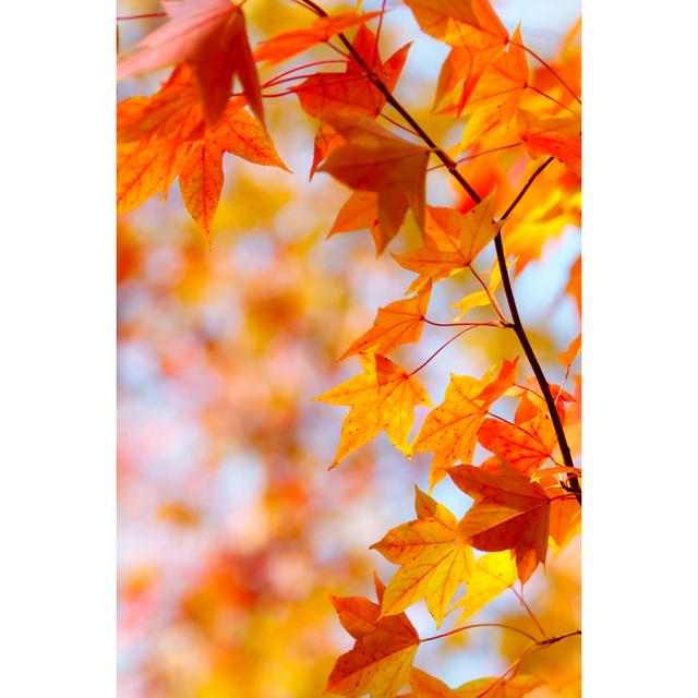 Autumn Colors by bgfoto - Wrapped Canvas Photograph Ebern Designs Size: 30cm H x 20cm W x 3.8cm D on Productcaster.