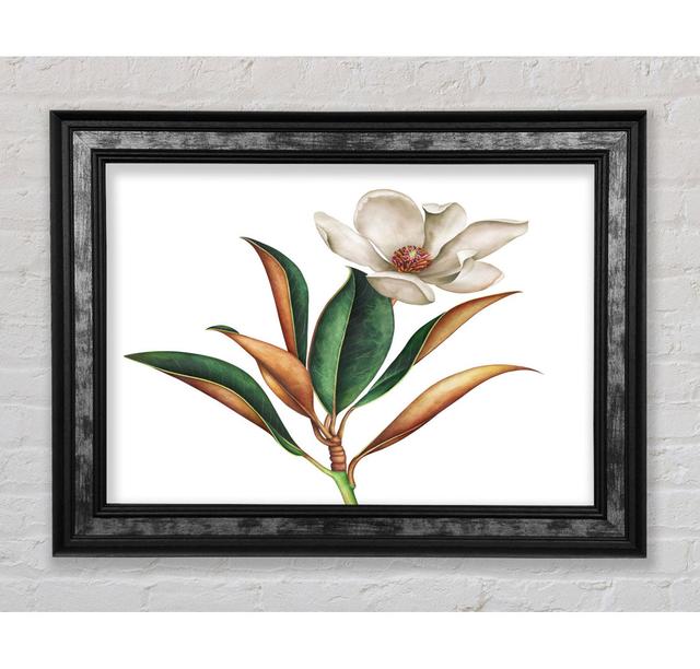 British Flower Illustration - Single Picture Frame Art Prints Bright Star Size: 21cm H x 42cm W x 8cm D on Productcaster.