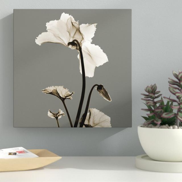 Gray Luster Cyclamen - Wrapped Canvas Graphic Art Print on Canvas East Urban Home Size: 46 cm H x 46 cm W on Productcaster.