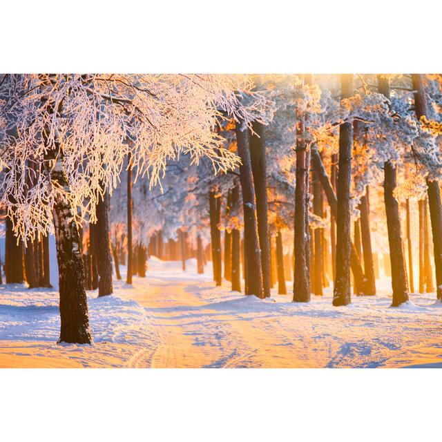 Winter Forest - Wrapped Canvas Print Alpen Home Size: 30cm H x 46cm W x 3.8cm D on Productcaster.