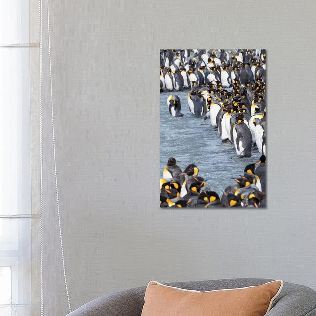 King Penguin Rookery in St. Andrews Bay. Adults Molting. South Georgia Island by Martin Zwick - Wrapped Canvas Photograph Latitude Run Size: 66.04cm H on Productcaster.