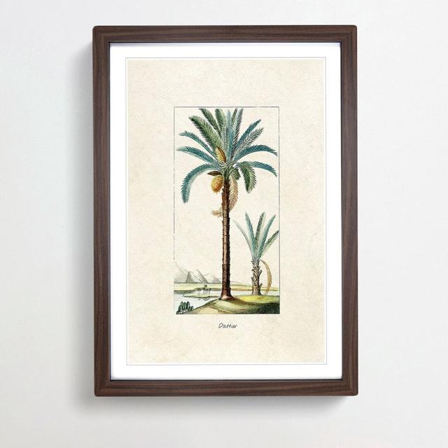 Illustration of a Date Palm Tree - Picture Frame Graphic Art Print on MDF East Urban Home Frame Option: Walnut Framed, Size: 36cm H x 27cm W x 2cm D on Productcaster.