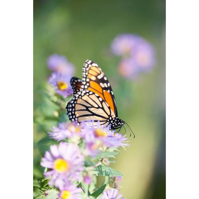 Monarch Schmetterling von Liliboas - Kunstdrucke auf Leinwand Marlow Home Co. Größe: 60 cm H x 40 cm B on Productcaster.