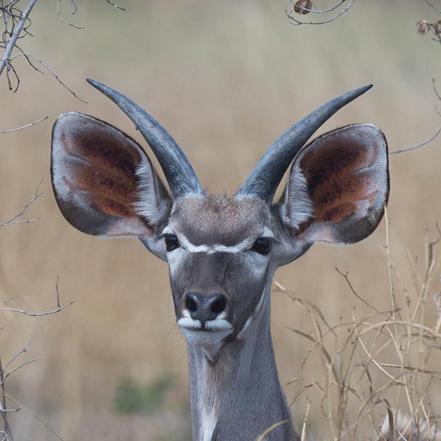 Young Kudu by Scott Bennion - Wrapped Canvas Art Prints Natur Pur Size: 51cm H x 51cm W on Productcaster.