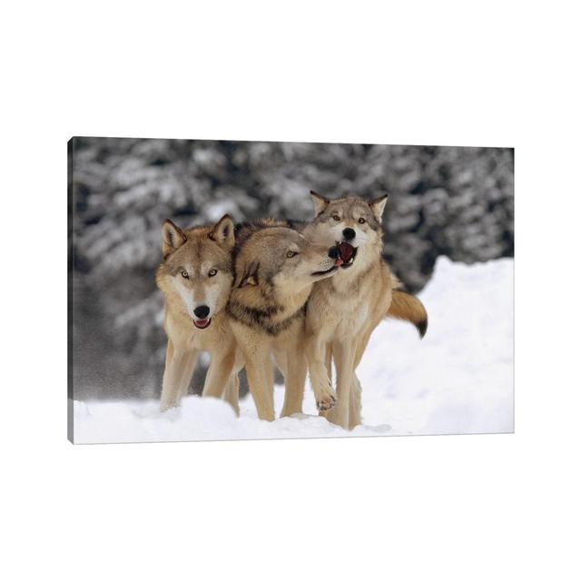 Timber Wolf Trio Playing in Snow, Montana by Tim Fitzharris - Wrapped Canvas Photograph Alpen Home Size: 66.04cm H x 101.6cm W x 1.905cm D on Productcaster.