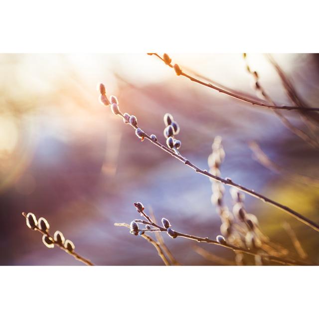 Close Up Of Branch With Catkins by Gpointstudio - Wrapped Canvas Print 17 Stories Size: 51cm H x 76cm W on Productcaster.