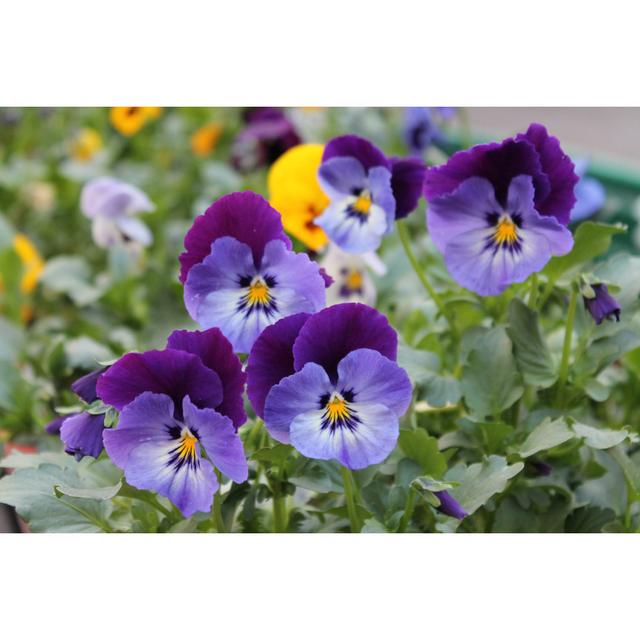 Delmira Pansies - Wrapped Canvas Print Latitude Run Size: 81cm H x 122cm W x 3.8cm D on Productcaster.