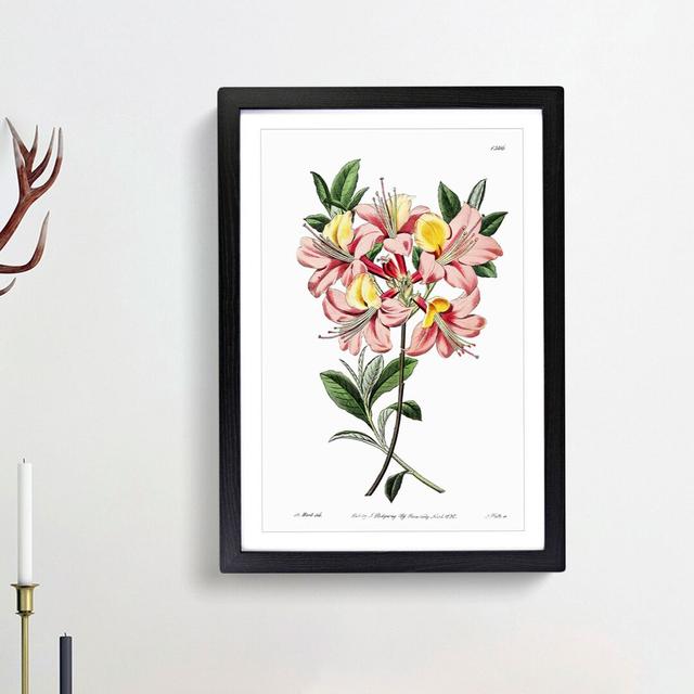 Pretty Pink Azalea Flowers - Picture Frame Painting Print East Urban Home Size: 65cm H x 48cm W x 2cm D, Frame Option: Black Framed on Productcaster.