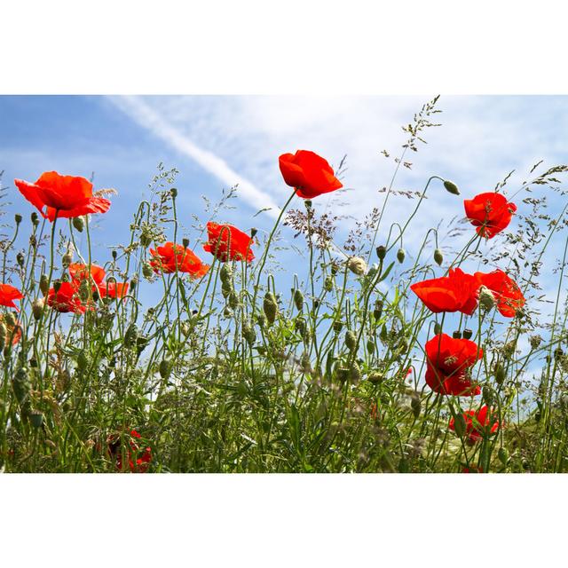 Blooming Poppy Field by HaraldBiebel - Wrapped Canvas Print Latitude Run Size: 20cm H x 30cm W on Productcaster.