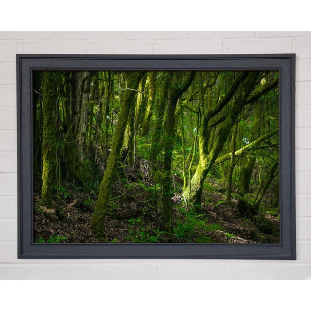 Dense Green Mossy Forest - Single Picture Frame Art Prints Union Rustic Size: 21cm H x 29.7cm W on Productcaster.