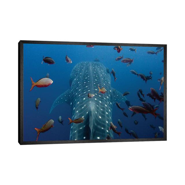 Close-Up Of Whale Shark Swimming With Other Tropical Fish, Wolf Island, Galapagos Islands, Ecuador by Pete Oxford - Gallery-Wrapped Canvas Giclée on C on Productcaster.