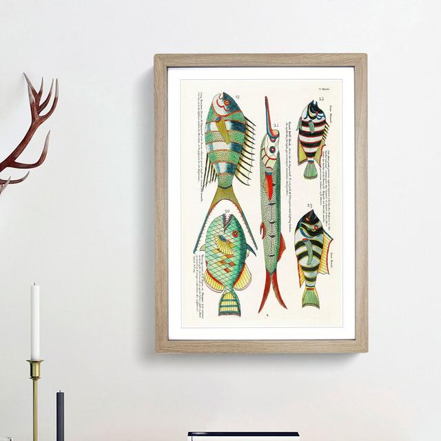 East Indies Fish Illustrations V by Louis Renard - Picture Frame Graphic Art Print East Urban Home Frame Option: Oak Framed, Size: 48cm H x 36cm W x 2 on Productcaster.