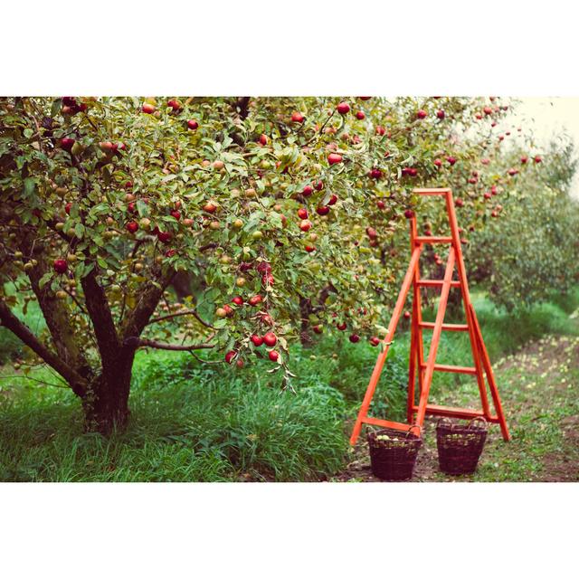 Harvest in Apple Garden by Netoj - Wrapped Canvas Photograph Ebern Designs Size: 30cm H x 46cm W x 3.8cm D on Productcaster.