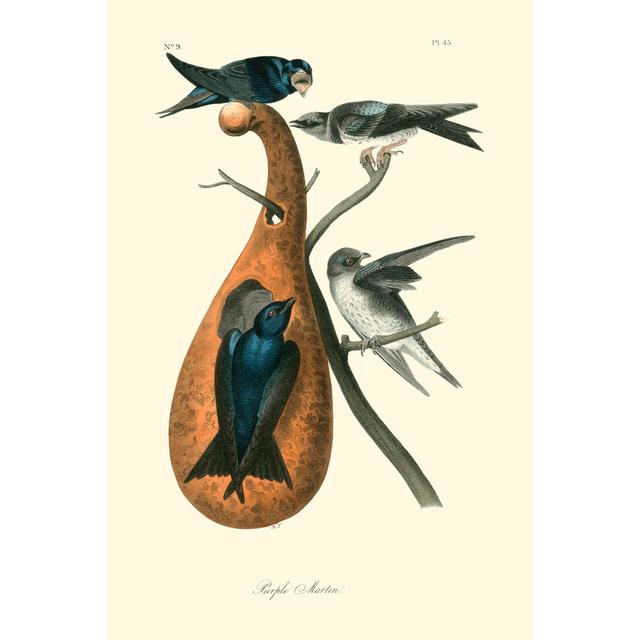 Purple Martin by John James Audubon - Wrapped Canvas Art Prints August Grove Size: 46cm H x 30cm W x 3.8cm D on Productcaster.