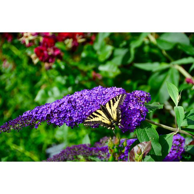 Schmetterling auf einer Blume - Kunstdrucke auf Leinwand ohne Rahmen Brambly Cottage Größe: 80 cm H x 120 cm B x 1,8 cm T on Productcaster.