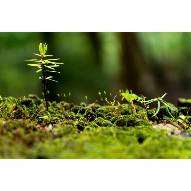 Breath of the Forest by Wako Megumi - Wrapped Canvas Photograph 17 Stories Size: 20cm H x 30cm W on Productcaster.