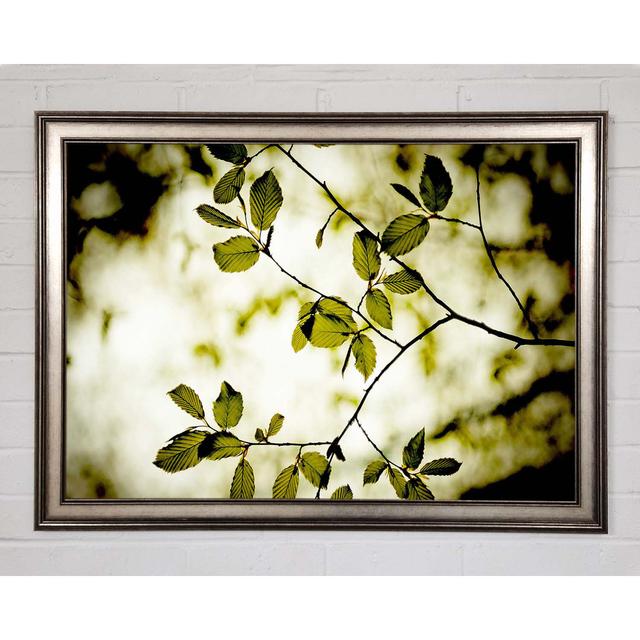 Twigs With Green Leaves - Single Picture Frame Art Prints Brayden Studio Size: 21cm H x 29.7cm W x 1.5cm D on Productcaster.