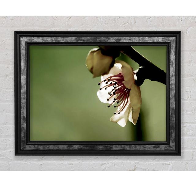 Green Apple Blossom - Single Picture Frame Art Prints Bright Star Size: 21cm H x 42cm W x 8cm D on Productcaster.