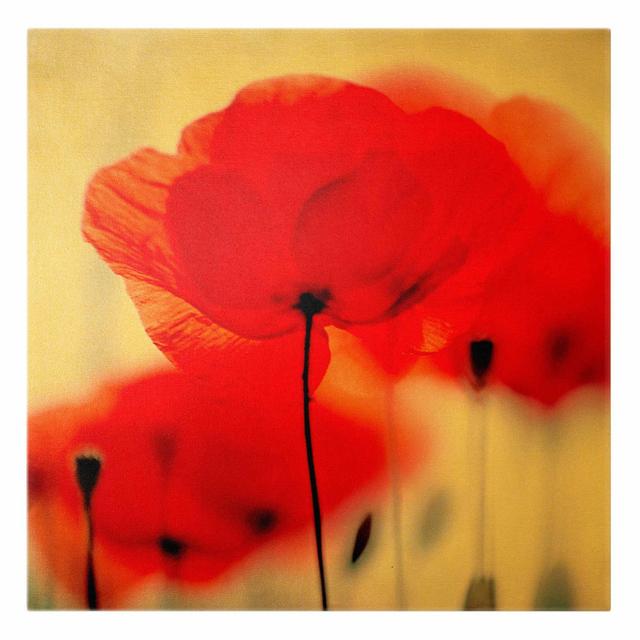 Magic Poppies - Wrapped Canvas Painting Rosalind Wheeler Size: 40cm H x 40cm W on Productcaster.