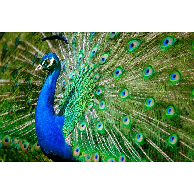 Beautiful Peacock - Wrapped Canvas Photograph 17 Stories Size: 30cm H x 46cm W x 3.8cm D on Productcaster.