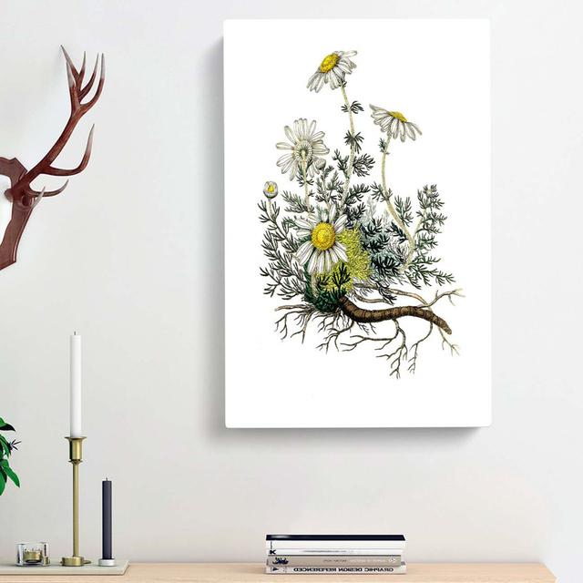 Chamomile Flowers Illustration - Wrapped Canvas Painting Print East Urban Home Size: 60cm H x 40cm W x 3cm D on Productcaster.