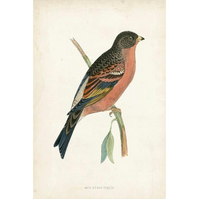 Morris Mountain Finch by Morris - Wrapped Canvas Art Print Rosalind Wheeler Size: 30cm H x 20cm W on Productcaster.