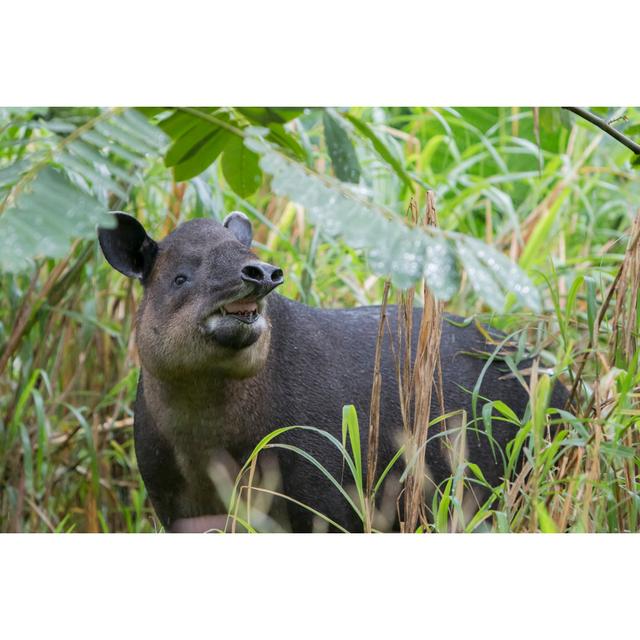 Baird's Tapir In Northern Cloud Forest Of Costa Rica by Mark Kostich - No Frame Art Prints on Canvas 17 Stories Size: 81cm H x 122cm W on Productcaster.