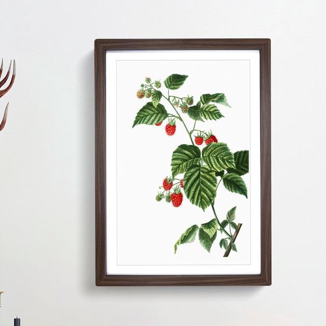 Raspberry Plant by Pierre-Joseph Redoute - Picture Frame Painting Print East Urban Home Frame Option: Walnut Framed, Size: 65cm H x 48cm W x 2cm D on Productcaster.