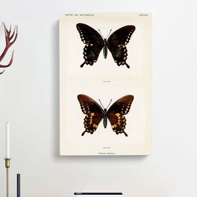 Spicebush Swallowtail Butterfly by S.F. Denton - Wrapped Canvas Painting East Urban Home Size: 50cm H x 35cm W x 3cm D on Productcaster.