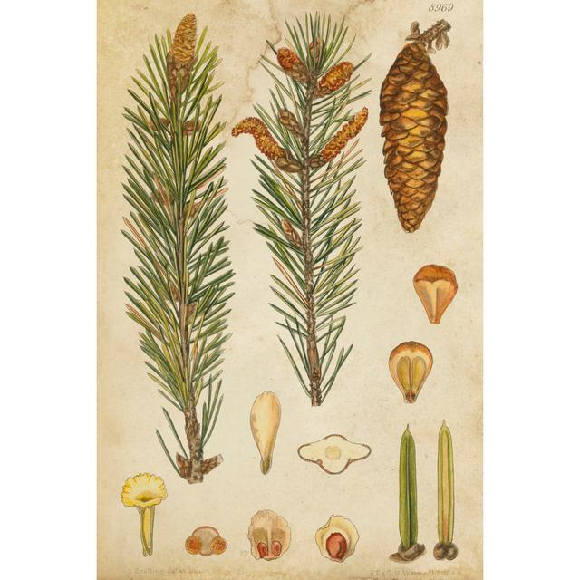 Vintage Conifers IV - Wrapped Canvas Art Prints Rosalind Wheeler Size: 30cm H x 20cm W x 3.8cm D on Productcaster.