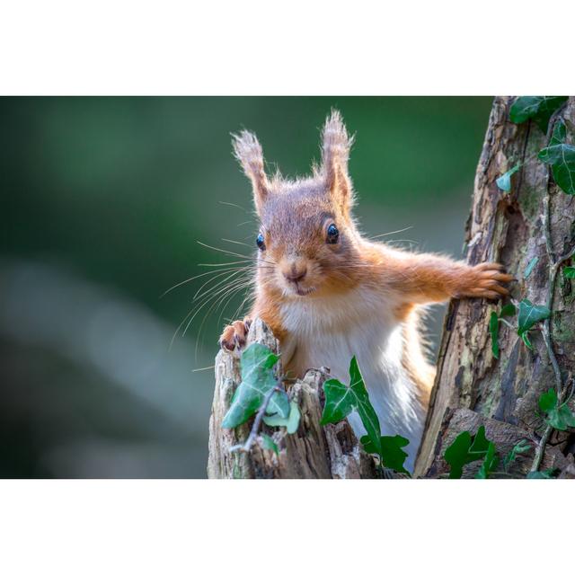 Red Squirrel by Michael_Conrad - Wrapped Canvas Print 17 Stories Size: 51cm H x 76cm W on Productcaster.