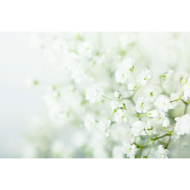 Baby Breath Flowers Background - Leinwanddrucke auf Leinwand Marlow Home Co. Größe: 75 cm H x 50 cm B on Productcaster.