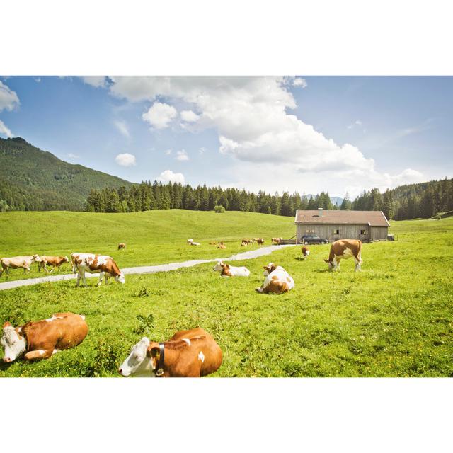 Kiskimere Cattle Grazing - Wrapped Canvas Print Brambly Cottage Size: 51cm H x 76cm W x 3.8cm D on Productcaster.