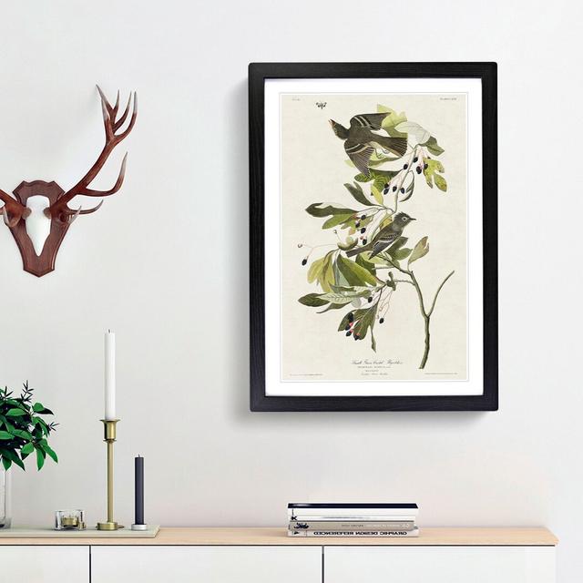 Green-Crested Flycatcher by John Audubon - Picture Frame Painting Print East Urban Home Frame Option: Black Framed, Size: 48cm H x 36cm W x 2cm D on Productcaster.