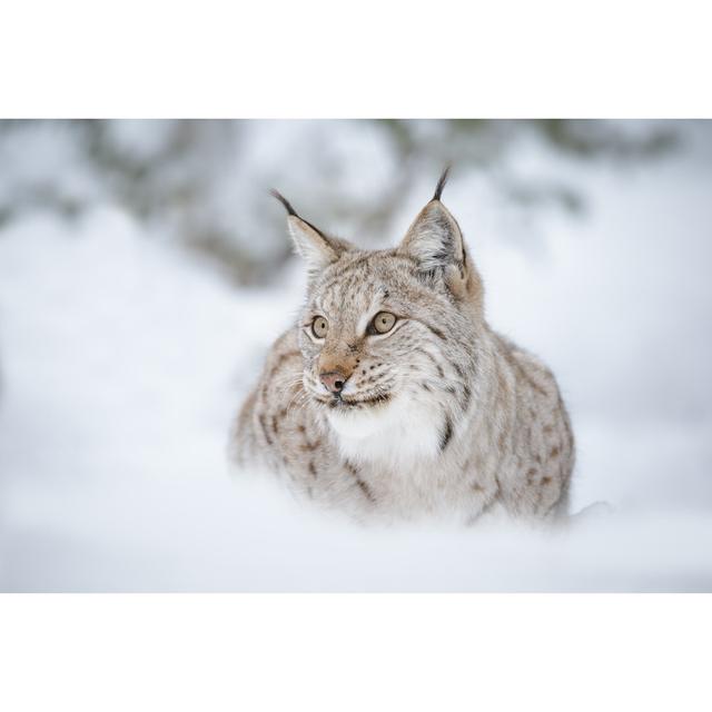 European Lynx by Neil Burton - Wrapped Canvas Photograph Union Rustic Size: 20cm H x 30cm W x 3.8cm D on Productcaster.