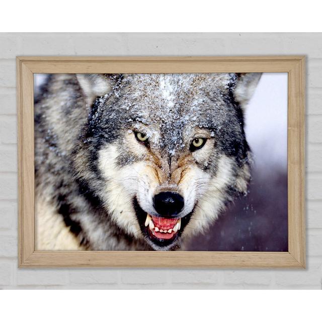 Knurrender Grauer Wolf - Druck Union Rustic Größe: 42 cm H x 59,7 cm B x 1,5 cm T on Productcaster.