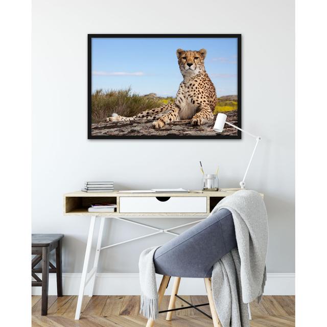 Gerahmtes Poster Gepard in Savanne ModernMoments Größe: 80 cm H x 60 cm B x 2.5 cm T on Productcaster.