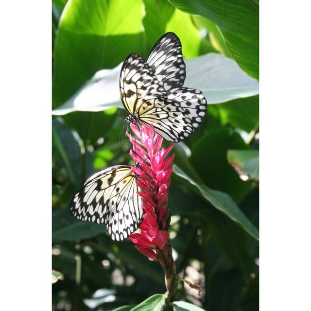 Harsens Butterfly by Liveostockimages - Wrapped Canvas Print Latitude Run Size: 122cm H x 81cm W x 3.8cm D on Productcaster.