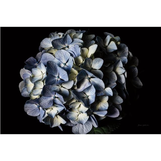 Pale Blue Hydrangea by Elise Catterall - Wrapped Canvas Print Rosalind Wheeler Size: 20cm H x 30cm W on Productcaster.