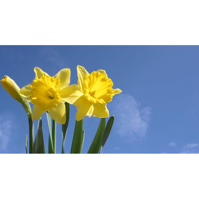 Daffodils by Flander - No Frame Print on Canvas 17 Stories Size: 51cm H x 76cm W on Productcaster.