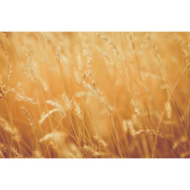 Sunny Golden Wheat Grass by Debibishop - Wrapped Canvas Print 17 Stories Size: 61cm H x 91cm W on Productcaster.