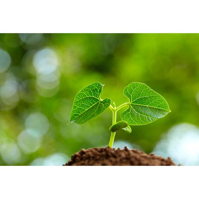 Bean Bud Growing by Bo1982 - No Frame Art Prints on Canvas 17 Stories Size: 51cm H x 76cm W on Productcaster.