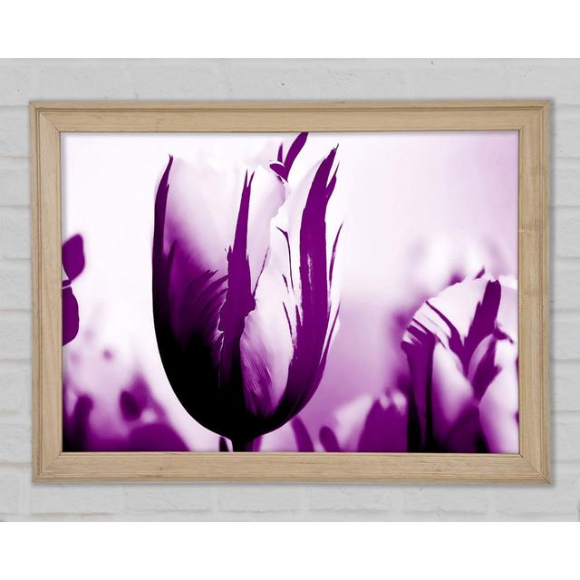 Gem Of A Tulip Purple - Einzelner Bilderrahmen Kunstdrucke Rosalind Wheeler Größe: 84,1 cm H x 118,9 cm B x 1,5 cm T on Productcaster.