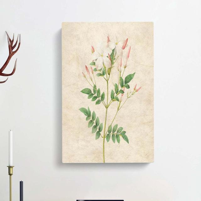 Spanish Jasmine Flowers by Pierre-Joseph Redoute - Wrapped Canvas Painting Print East Urban Home Size: 60cm H x 40cm W x 3cm D on Productcaster.