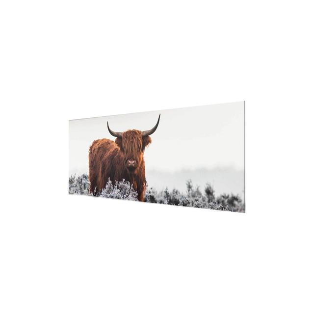 Bison in the Highlands - Photograph Print on Glass East Urban Home Size: 30 cm H x 80 cm W on Productcaster.